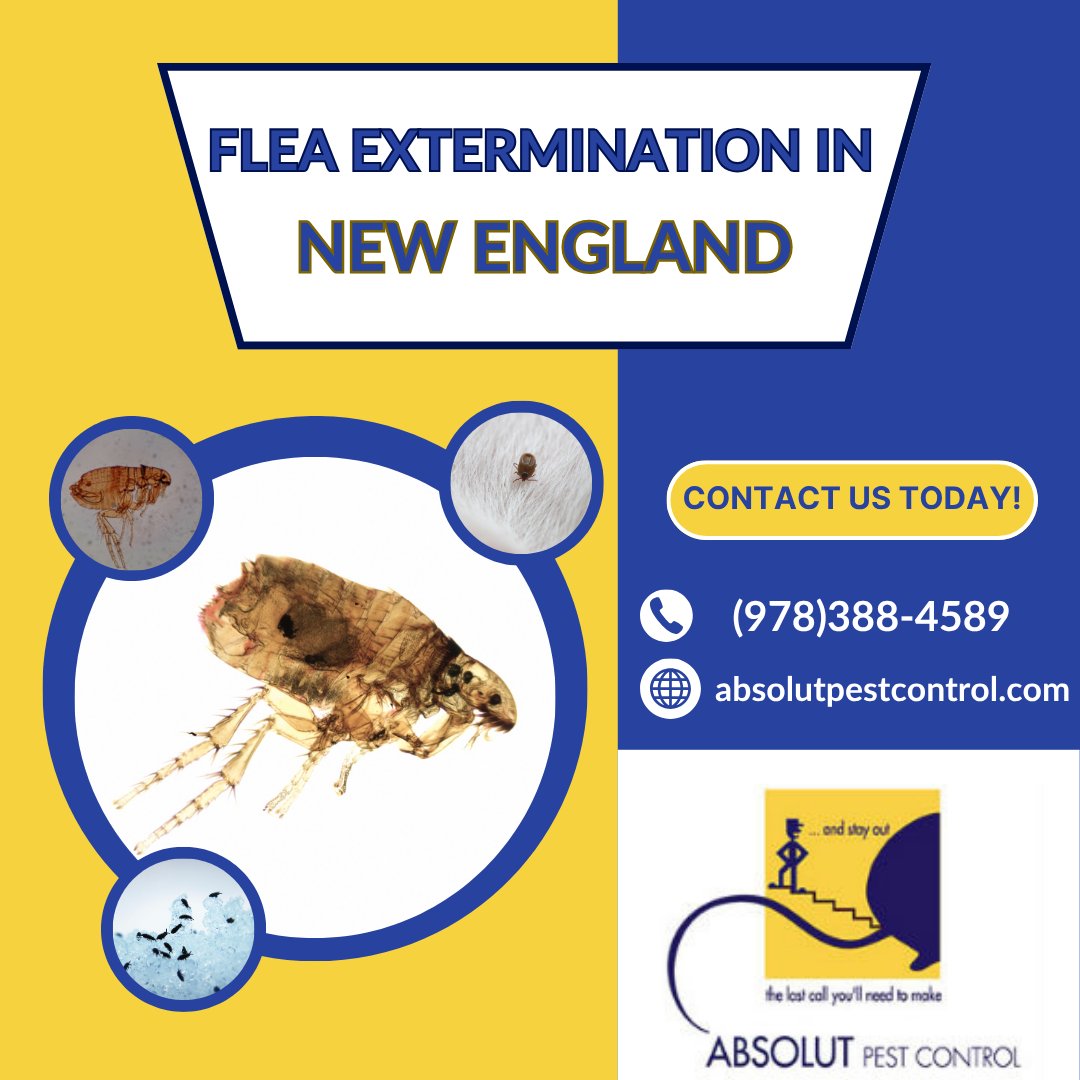 AbsolutPest4's tweet photo. Common signs of a flea infestation include pets scratching, itchy bites on people or animals, and the presence of fleas or flea eggs in your home. Contact Absolut Pest Control for flea extermination today!
https://t.co/lbpKVzaG7k 
#fleas #fleaextermination #pestcontrol #MA #NH https://t.co/wiBVi4jxOk
