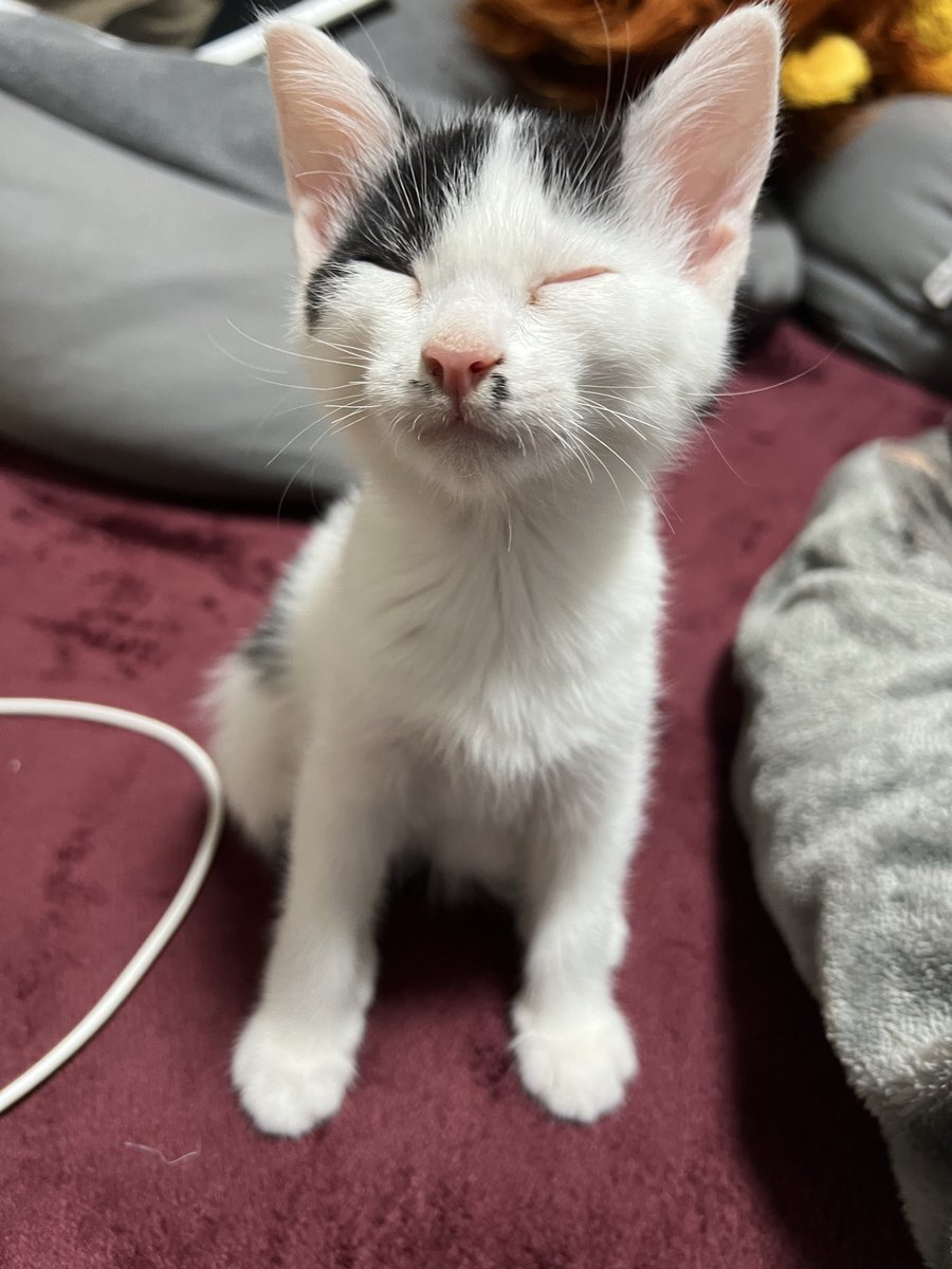spbv_0911's tweet photo. #SiMねこ盤

可愛いからロックまで

選ぶの大変だった…うちの子可愛いすぎて https://t.co/HfagBbKxxW