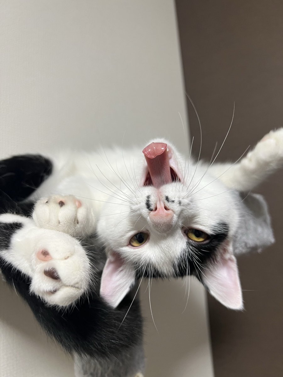 spbv_0911's tweet photo. #SiMねこ盤

可愛いからロックまで

選ぶの大変だった…うちの子可愛いすぎて https://t.co/HfagBbKxxW