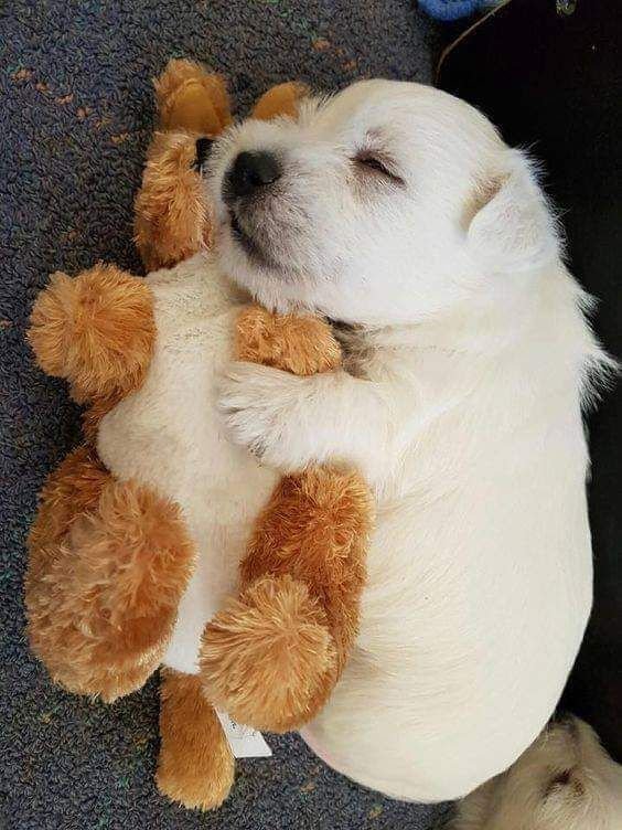 retweetanimalss's tweet photo. https://t.co/zo4euubH0G
