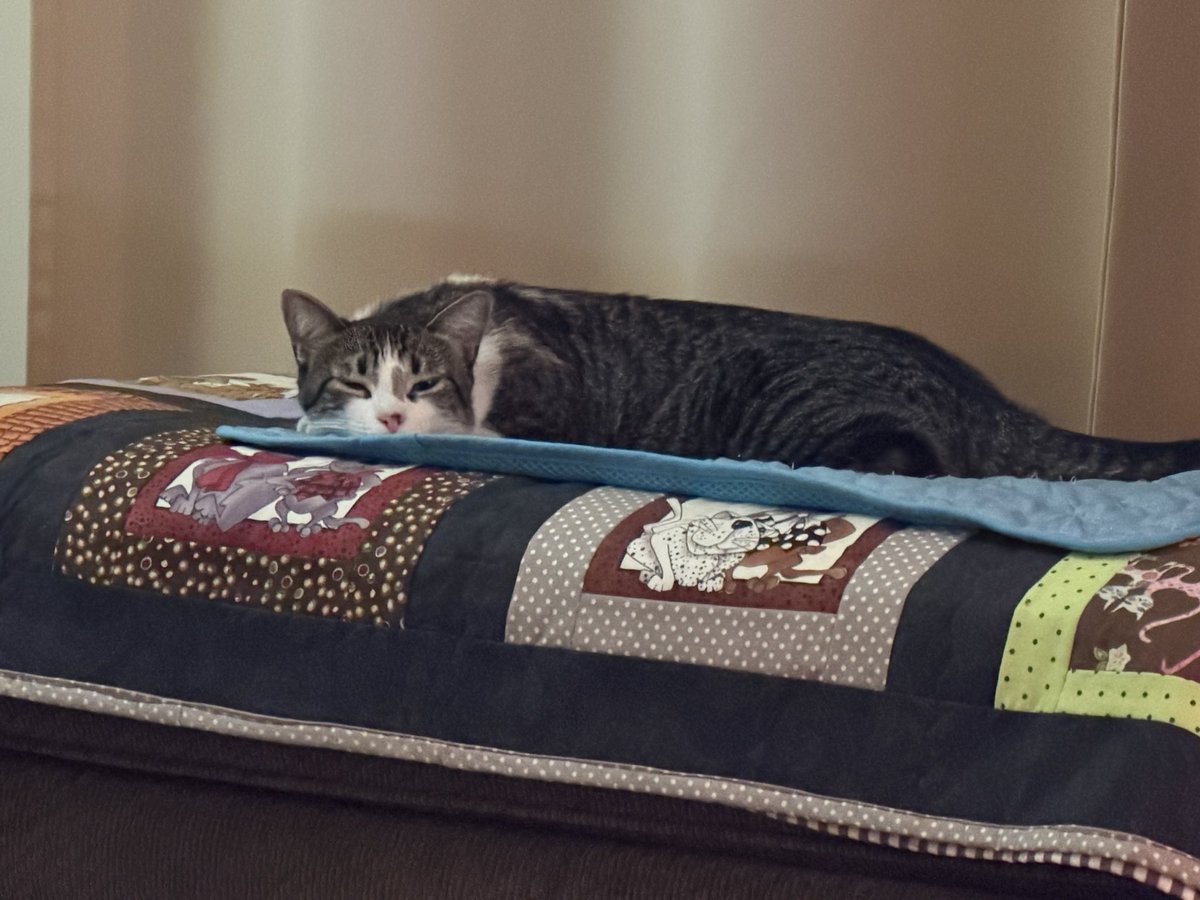 ballothecat's tweet photo. Good morning Twitter family @GailCarangelo @Mouser33943163 @lmr448 @MewllerRobert is it the weekend yet? #CoffeeClub. #NeedCoffee. #MMCC๐งฒ https://t.co/6XcVlgTrXC