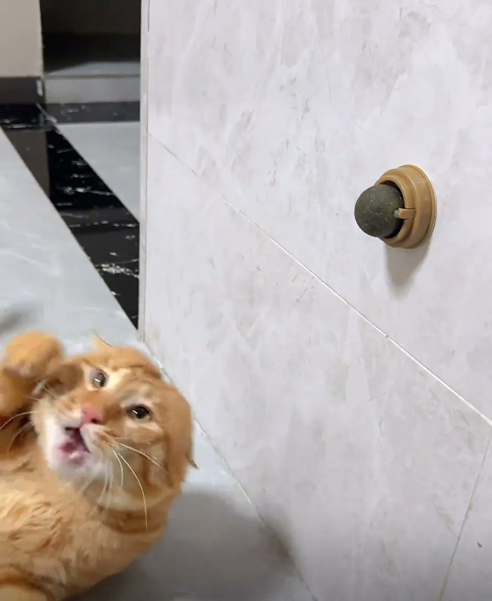 lowkeyforyouuu's tweet photo. KUCINGKU RESMI PUNYA TEMPAT NGEFLY SENDIRI 😭

Daripada nyakar sofa atau ganggu orang lagi kerja, sekarang dia lebih sibuk sama catnip yang ditempel di tembok. https://t.co/asGkji1mzo