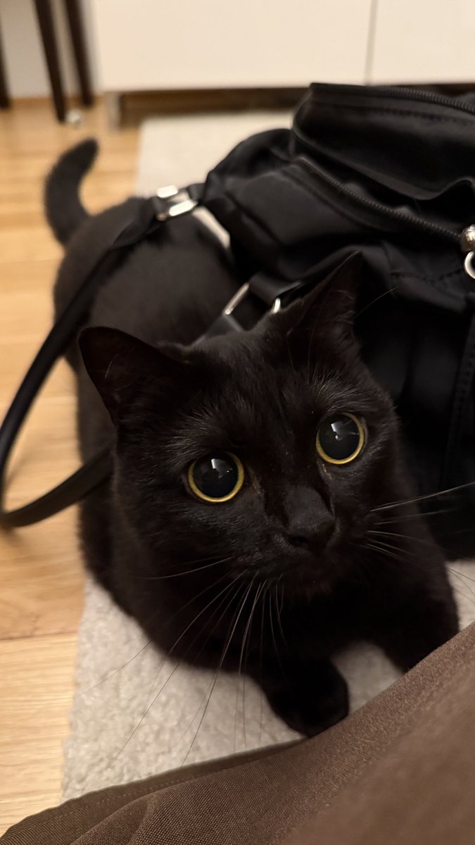 herb_the_cat's tweet photo. ハーブは見た！！！ https://t.co/a8eayaVVQm
