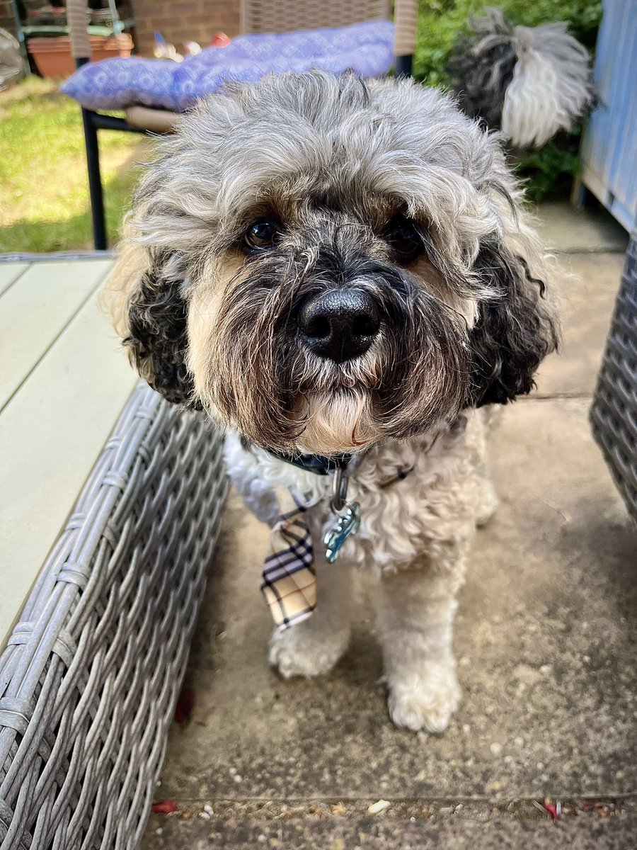 Malcolm_theCat's tweet photo. Chums! Baby Dog here. It’s hard to admit this to you, but I’ve noticed that videos with just me in don’t get as many likes as ones with the cats in. I wonder why? I think I’m quite cute and I do funny things. Plus I wear a tie… the cats don’t even wear ties! https://t.co/NmP5McWygo