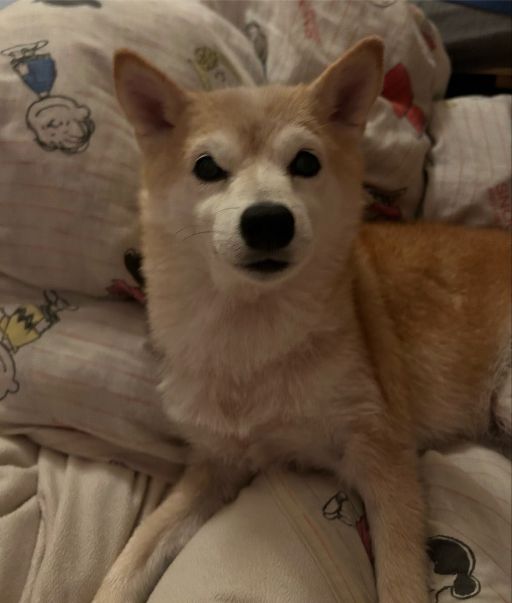 lilio_71's tweet photo. おやすみなさい〜かわいい https://t.co/tj5A5bssUq