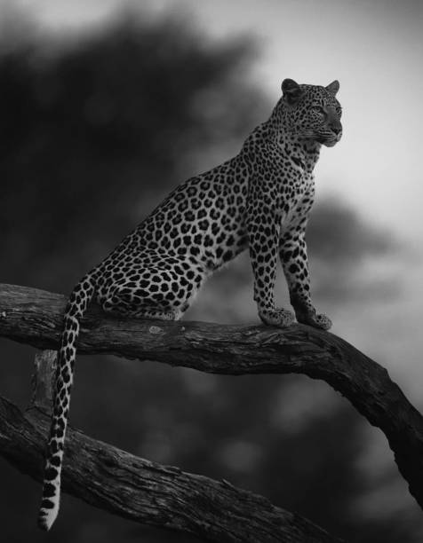 jaylenjcmitchYc's tweet photo. トンネル🌿🐾 https://t.co/PeaxW33QXW