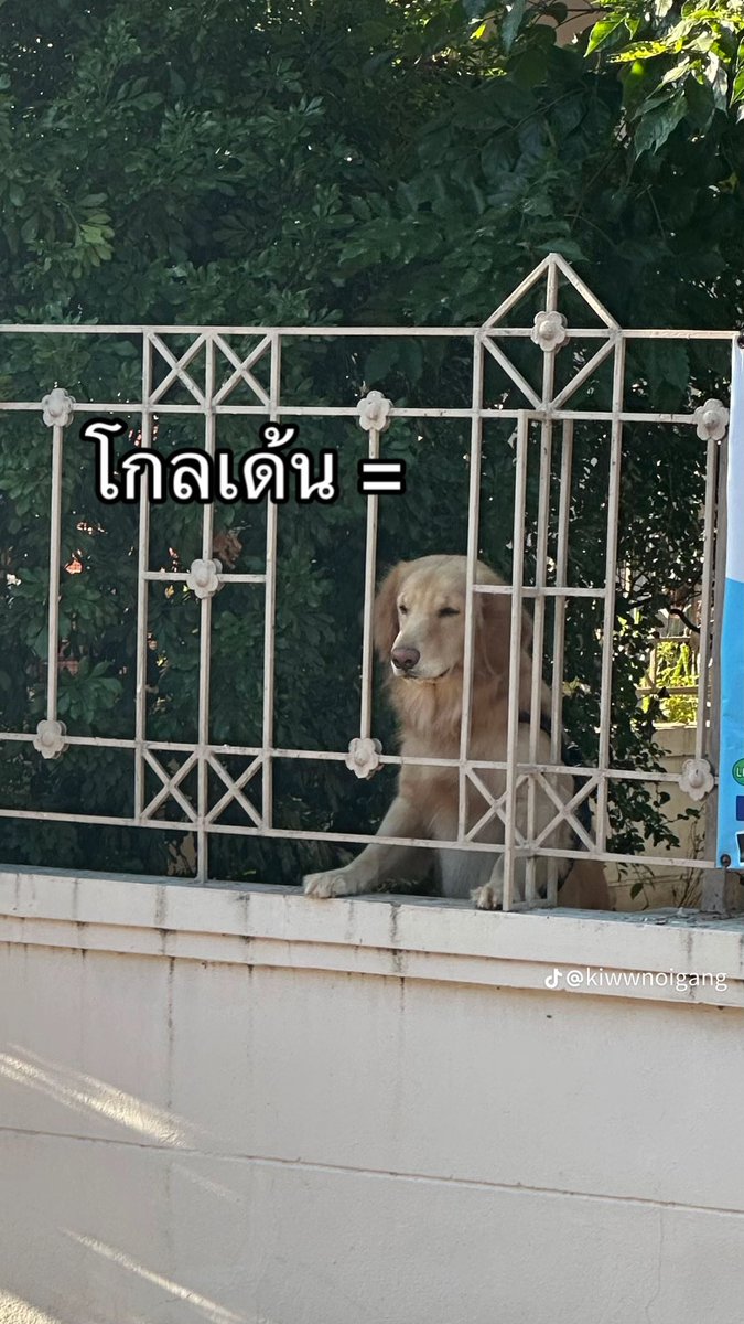 bbabyjiw's tweet photo. เช่น https://t.co/rHQ2KLFkcB