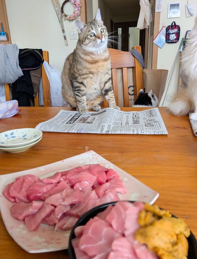 WindowTappcou0's tweet photo. マグロを見つめる猫様 https://t.co/7pFM4JyHJS