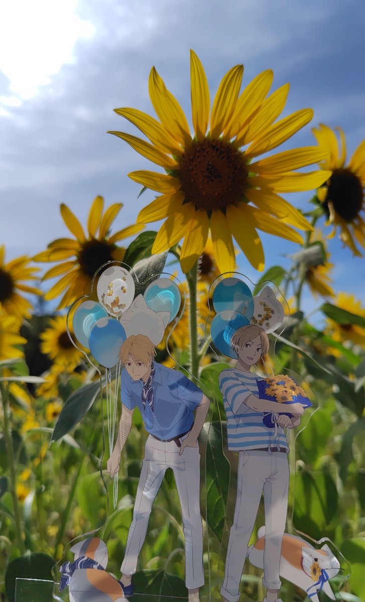 kimiychka's tweet photo. ひまわりが暑さでバテないうちに
ななつの夏休み🌻みたいな…
ほんとこの名夏アクスタさあ夏だよね https://t.co/m6rJOgLBz5