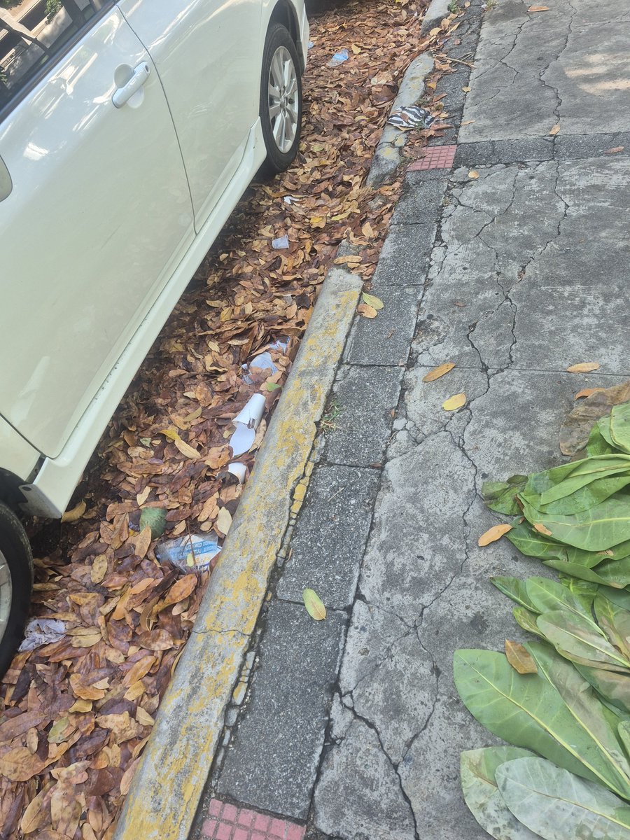 FelipeM64182011's tweet photo. Esa hojarasca en los contenes de la calle interna del #ColiseodeBoxeo lleva meses ahí. Nadie se preocupa. Ni @AlcaldiaDN , ni @LIDOMRD. Es bueno que @AmbienteRD tome nota de esto. Cuando vengan las fuertes lluvias los imbornales colapsaran. https://t.co/OuStLxLaTC