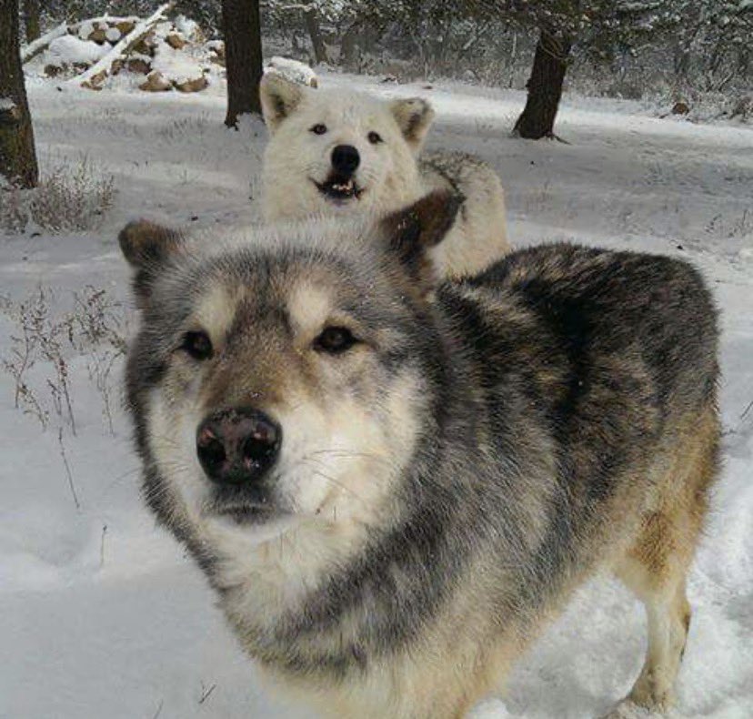 CAGEDHOUNDZ's tweet photo. hi… join our pack.. we are cool… i think… https://t.co/n08GOHNwEe