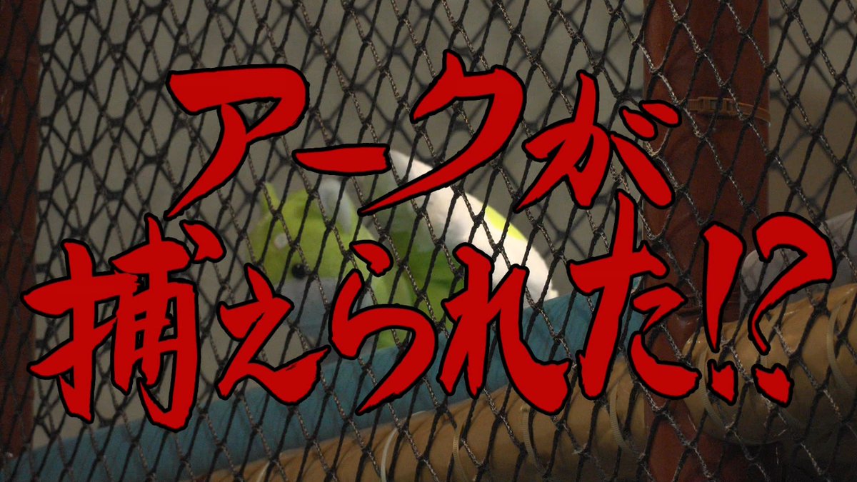 骸骨騎士様、只今異世界へお出掛け中Ⅱ 第5話 ツイート画像 1