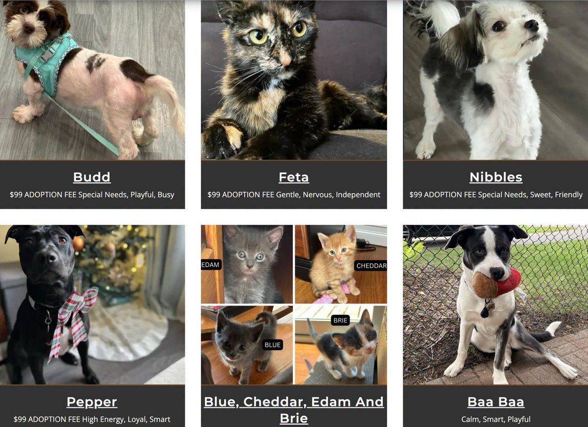 janelainewylie's tweet photo. Adopt@ #Toronto's https://t.co/PNRh3n32pn https://t.co/GAX6h8895A #JunctionTO #NorthYork #Willowdale #AuroraON #Keswick #orangeville #Markham #eastyork #danforth #caledon #DurhamRegion #RichmondHill #vaughan #oakville #brampton #mississauga #Sudbury #newmarket #muskoka #etobicoke https://t.co/JYv7zYcbRS