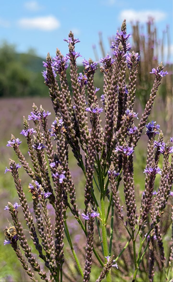 ErnstSeeds's tweet photo. Thousands of blooms in our Blue #Vervain (Verbena hastata) field create a beautiful sea of purple. 💜
#ernstseeds #nativeplants #nativeseeds #pollinators #verbenahastata #farmfield #nativewildflowers #prairieplants https://t.co/YRBaTB2wMs