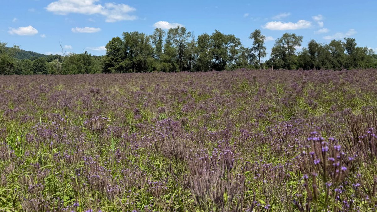 ErnstSeeds's tweet photo. Thousands of blooms in our Blue #Vervain (Verbena hastata) field create a beautiful sea of purple. 💜
#ernstseeds #nativeplants #nativeseeds #pollinators #verbenahastata #farmfield #nativewildflowers #prairieplants https://t.co/YRBaTB2wMs