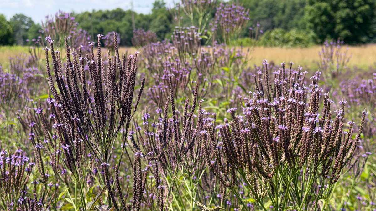 ErnstSeeds's tweet photo. Thousands of blooms in our Blue #Vervain (Verbena hastata) field create a beautiful sea of purple. 💜
#ernstseeds #nativeplants #nativeseeds #pollinators #verbenahastata #farmfield #nativewildflowers #prairieplants https://t.co/YRBaTB2wMs