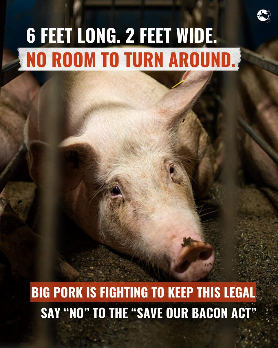 Matt_Dominguez's tweet photo. Today, we may learn the fate of state farmed-animal protection laws—and whether mother pigs will be condemned once again to cages.

We’re hearing that the Senate Agriculture Committee will not include the dangerous #SaveOurBaconAct in the Senate #FarmBill.

We’ve got this. May animals be the victors today.