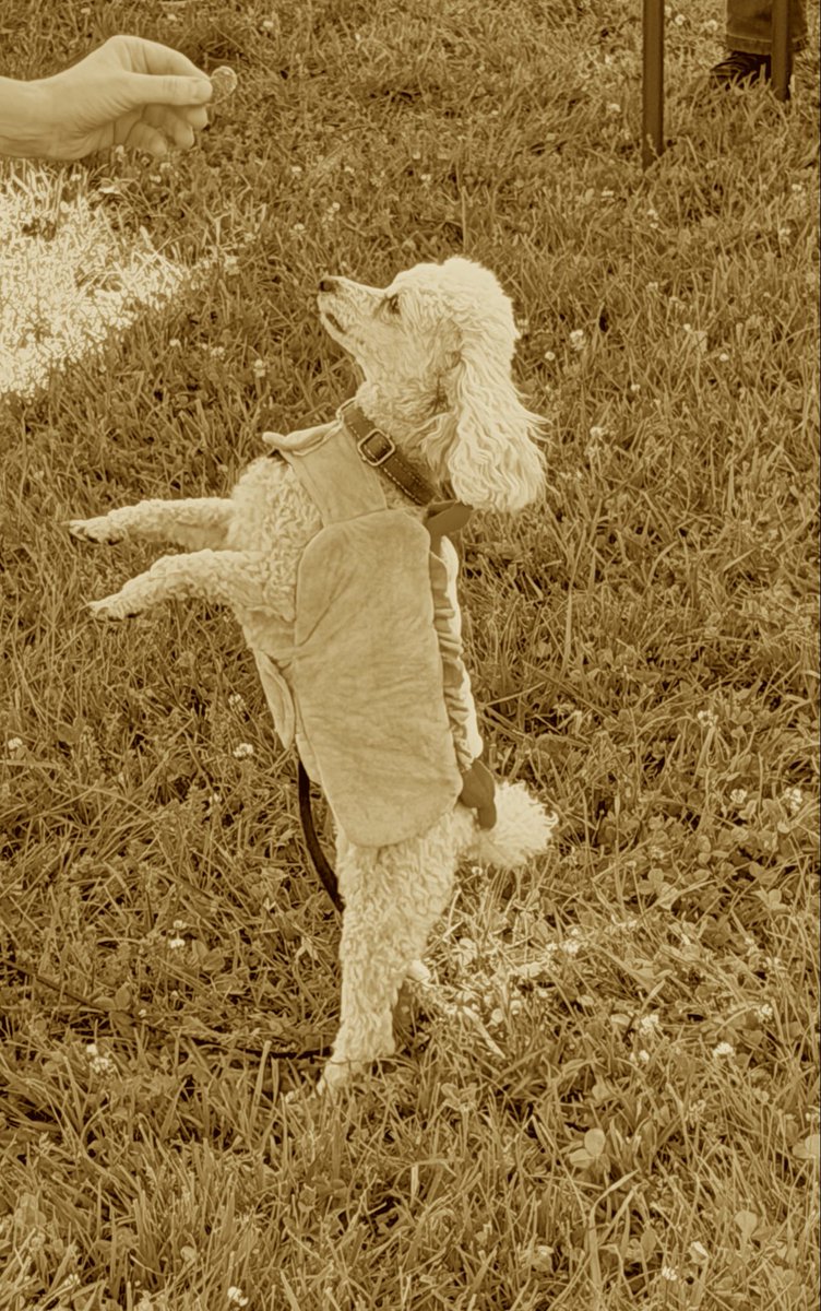 DAnnesEyes's tweet photo. #ThrowBackThursday #EnjoyYourViews #GoodBoy #Dog #Photography https://t.co/6LzwSkJWeZ