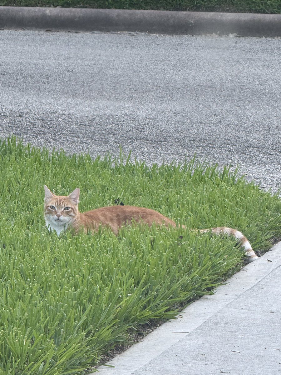 00ch4s's tweet photo. @loonyHQ this is my neighborhood cat https://t.co/dDPH69ey2W
