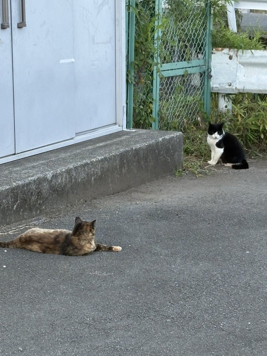 fuyuchanda4's tweet photo. 猫の戯れ。夕方は少し涼しかったからね。 https://t.co/9N5Qs2aSaH