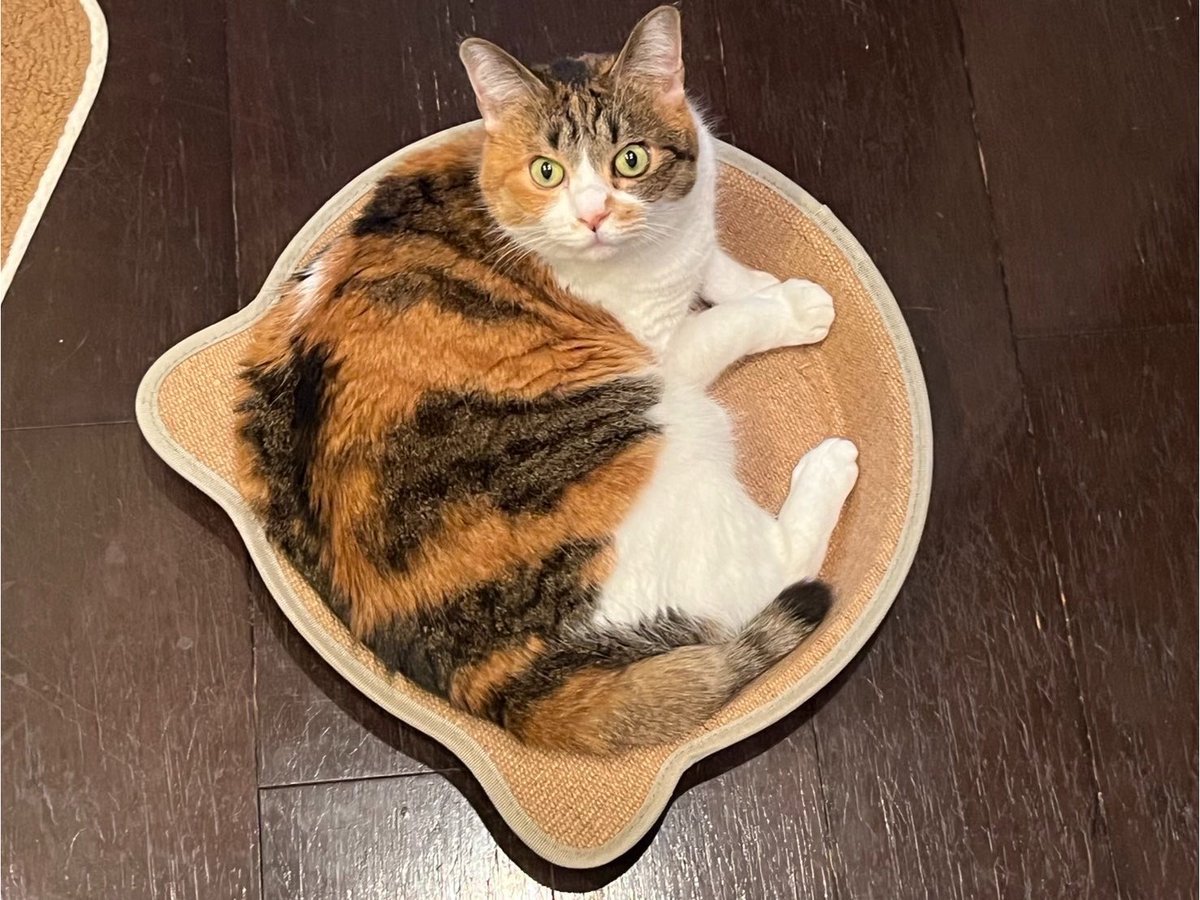 Mako0329_'s tweet photo. 明日からしばらく🇰🇷に出かけるので家族に託します🥲 🐈🐈🐈

ちゃんとご飯たべるんだよ~🍴 https://t.co/uDwuniO4qy