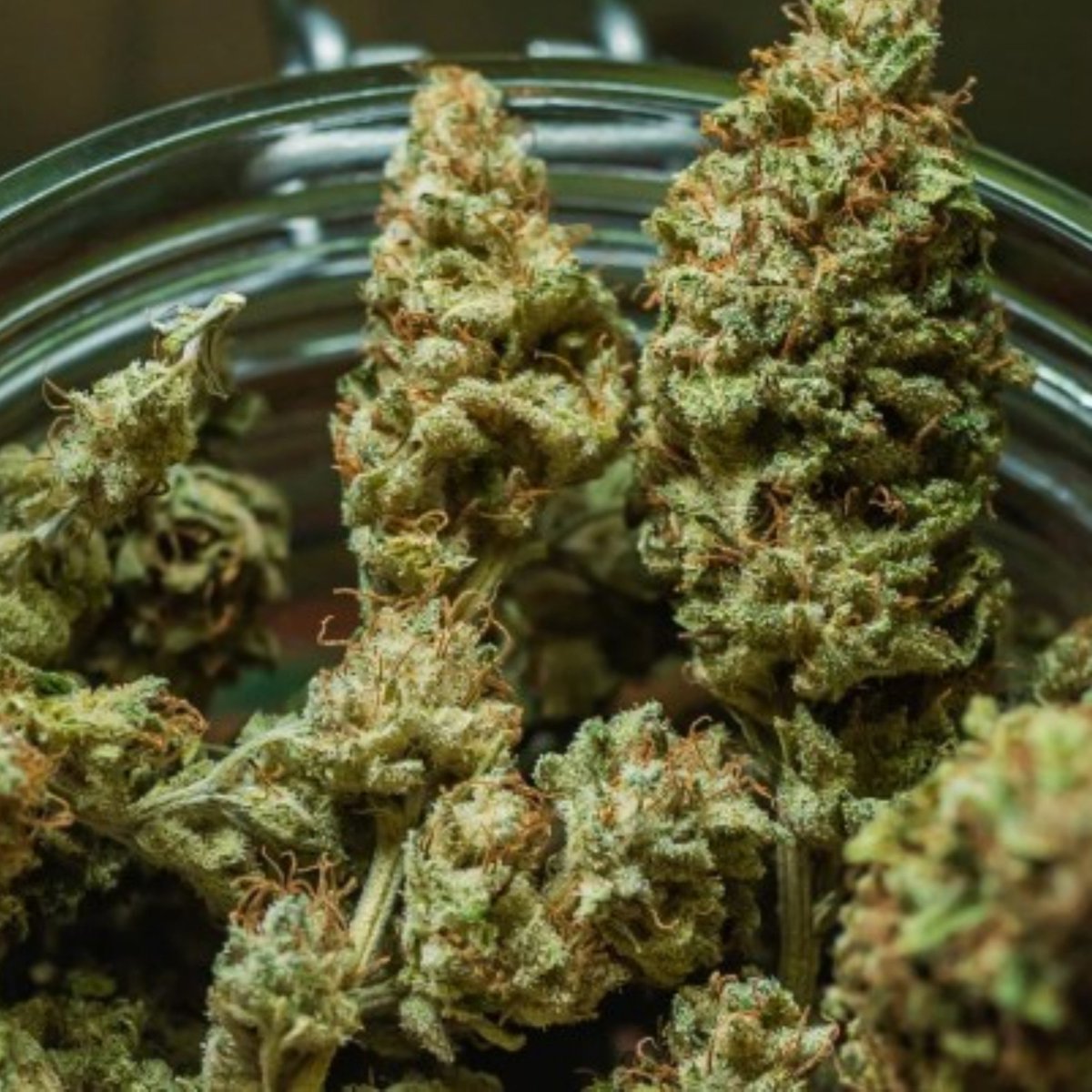 updatecultura's tweet photo. Anvisa permite, pela PRIMEIRA VEZ, o cultivo de cannabis em território brasileiro para produção de medicamentos e pesquisas científicas. https://t.co/6H8Te3PDuu