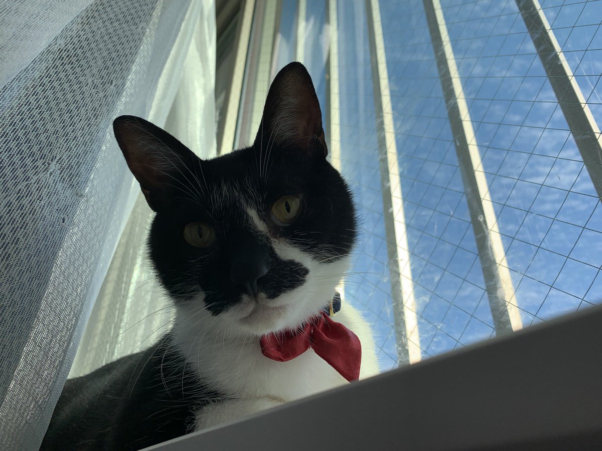 RNA1211's tweet photo. #SiMねこ盤 https://t.co/rPo8hItgUv