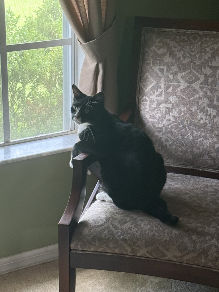 brandonjammin's tweet photo. Cat who’s definitely a little autistic + bird pilled https://t.co/YjV3aOQ3NS