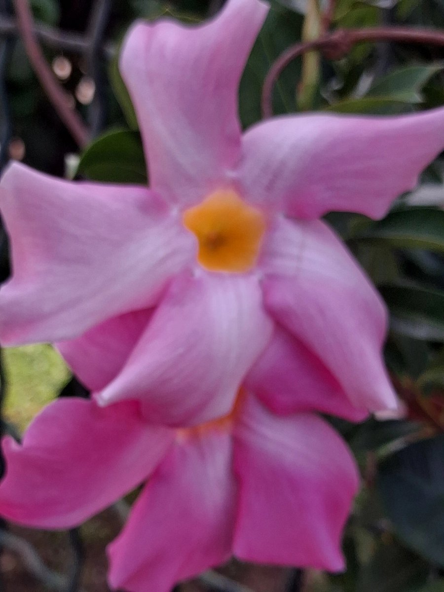 misya_11's tweet photo. "[...] Essere un fiore, è profonda responsabilità".

~ Emily Dickinson, 
"Fiorire è il fine", Frase 1058 o F1038 https://t.co/5ermExrC5G