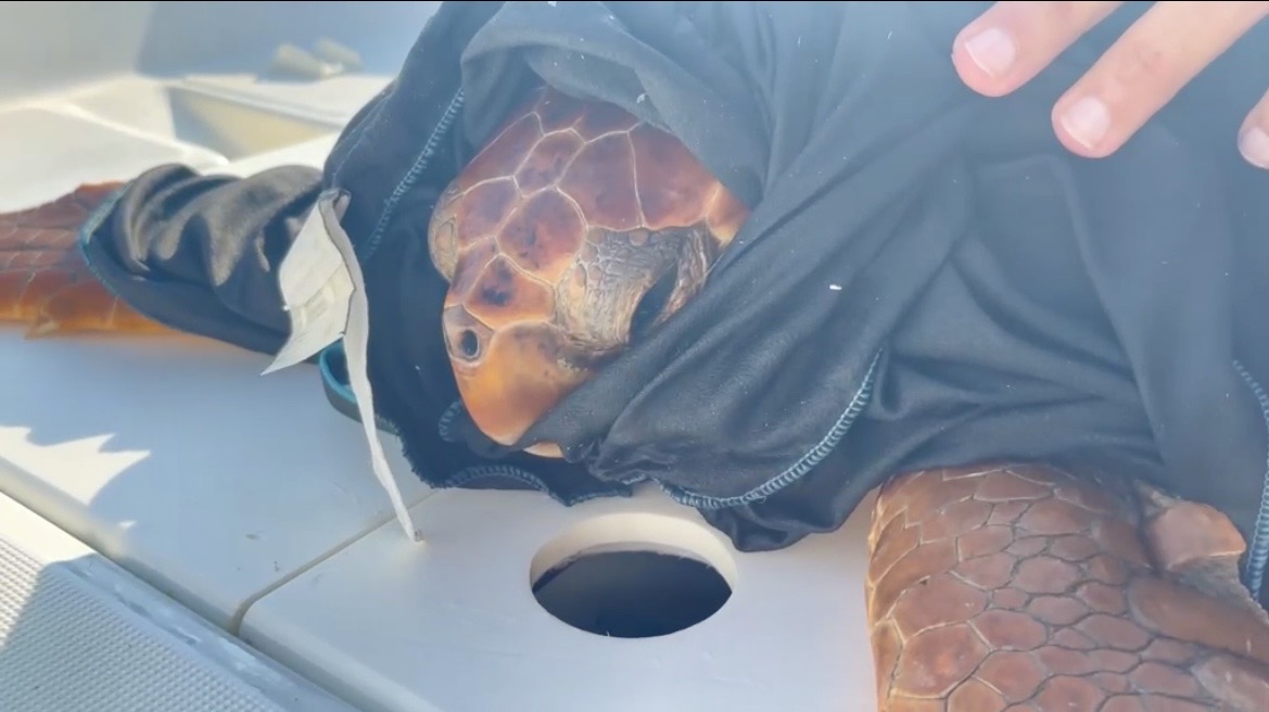 salvamentogob's tweet photo. ⚓ AVISO A NAVEGANTES
Estas imágenes muestran el tipo de lesiones que una hélice puede provocar en una tortuga marina.
⚠️ Tú puedes ayudar a evitarlo: 
. Reduce la velocidad.
. Si ves una tortuga en la superficie, aléjate con precaución.
. Si tienes que navegar a gran velocidad, es fundamental mantener una buena vigía. Además del riesgo de chocar con animales, también puedes colisionar con troncos u otros objetos peligrosos para tu seguridad.
📍 Si ves una tortuga marina, registra tu observación en https://t.co/XdwGYslUOe. Si está herida o en peligro, llama al 112.
#LifeOasis
