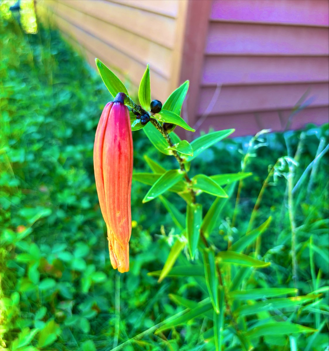 Oelke14X's tweet photo. Tiger Lilly https://t.co/aC55GEln6M