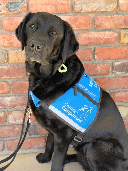 A black dog wearing a bright blue service vest with the "Canine Companions" logo and the text "Medical Alert." The dog is sitting in front of a red brick wall.