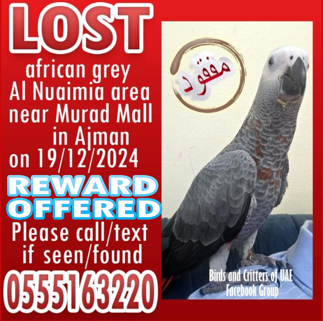 BirdsofUAE's tweet photo. #lostparrot #lostandfoundparrots #lostandfoundparrotsinuae #birdsandcrittersofuae #lostpets #lostpet #lostpetsuae #africagreyparrot #uae #ajman #uaepets #uaeparrots #ajmanpets #ajmanparrots #nuaimia #ajmannuaimia #muradmallajman https://t.co/r1YxhP6LOe