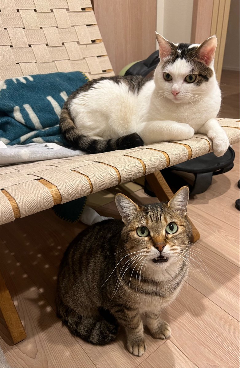RigC_traum_1431's tweet photo. こんなにかわいい猫を放流してもどこにも届かないなんて終わってる https://t.co/Qr1MmBj5YE