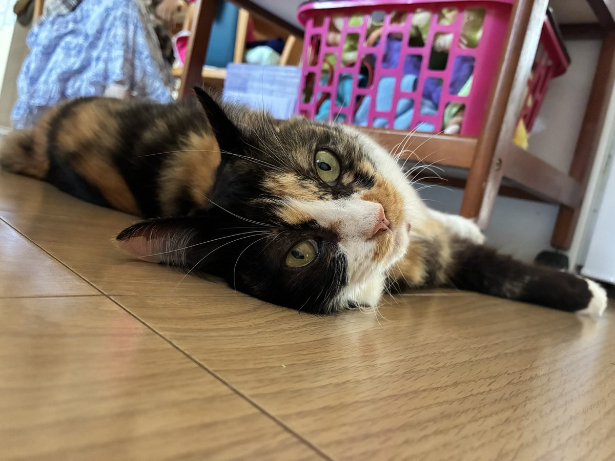 m_suiren's tweet photo. 穏やかな性格に育ってます
#保護猫 #保護猫を家族に https://t.co/bAFH7Uon1N