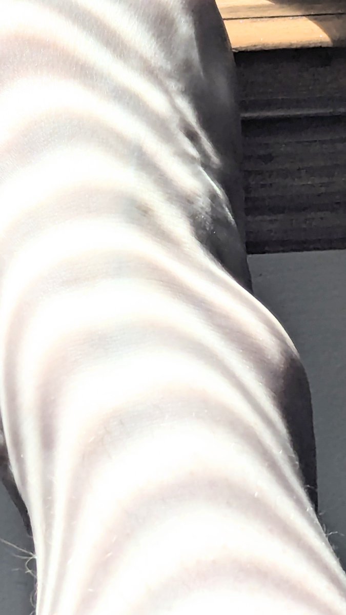 dollriote's tweet photo. Being pale is cool until ur ankles glow in pics.. https://t.co/zTd2vGarLA