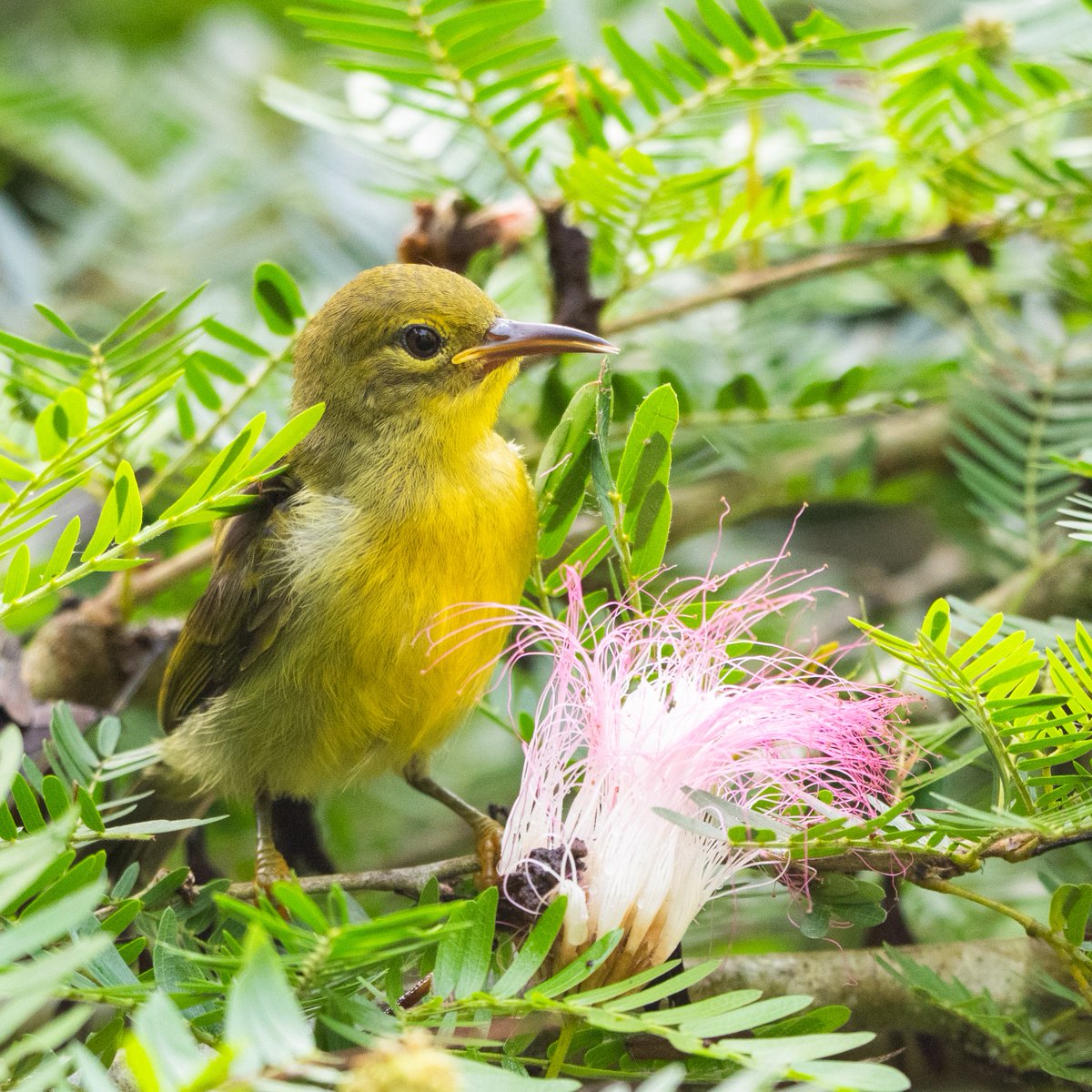 F0urrivers's tweet photo. This is the first time I've seen a #sunbird preying on insects.#Sandakan, Malaysia. #BrownthroatedSunbird https://t.co/5N59iOFaIR
