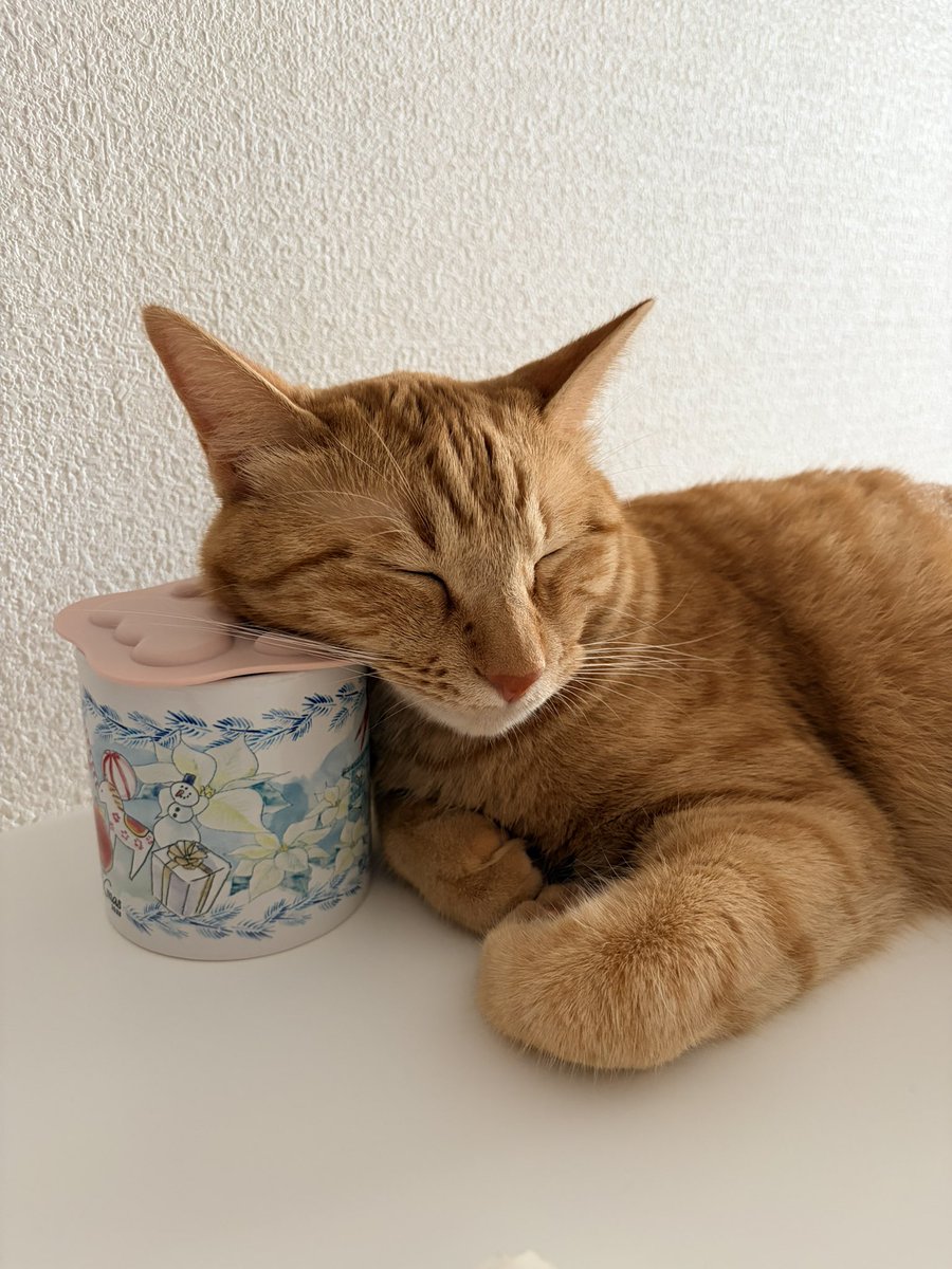 hpnakiko's tweet photo. @machantsu @jirojiromonmon 猫は正義！！！ https://t.co/hblBLoVe06