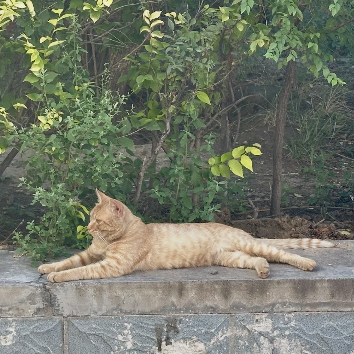 peachyu77's tweet photo. 偶遇🐈‍⬛ https://t.co/rZxnJiPKN6