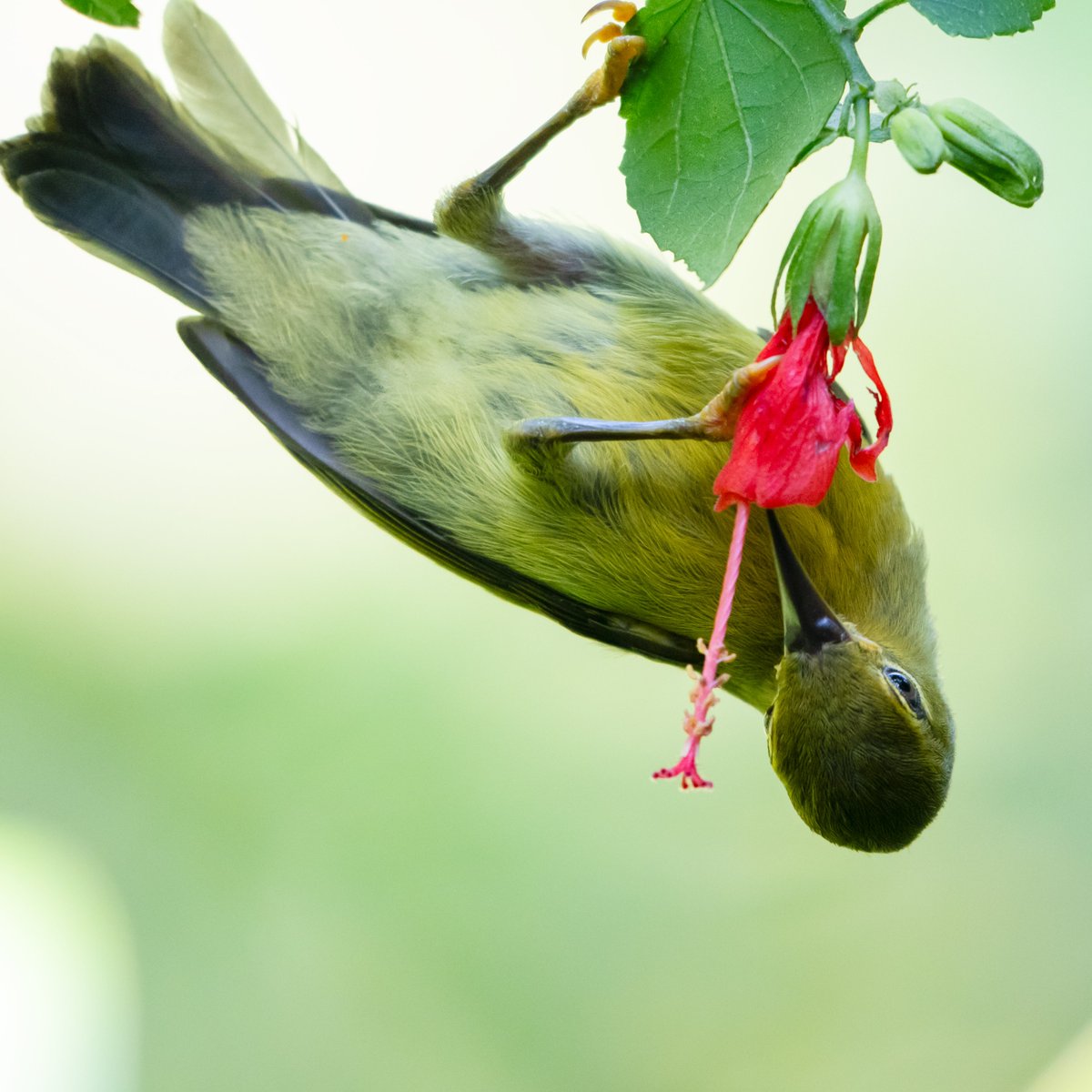 F0urrivers's tweet photo. This is the first time I've seen a #sunbird preying on insects.#Sandakan, Malaysia. #BrownthroatedSunbird https://t.co/5N59iOFaIR