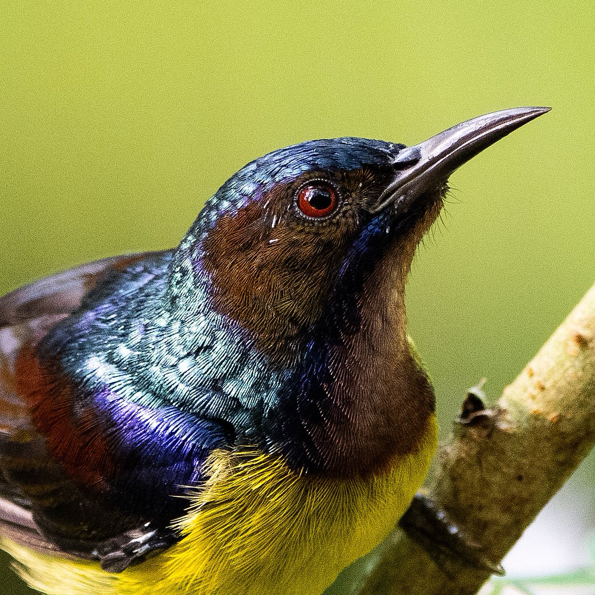 F0urrivers's tweet photo. This is the first time I've seen a #sunbird preying on insects.#Sandakan, Malaysia. #BrownthroatedSunbird https://t.co/5N59iOFaIR