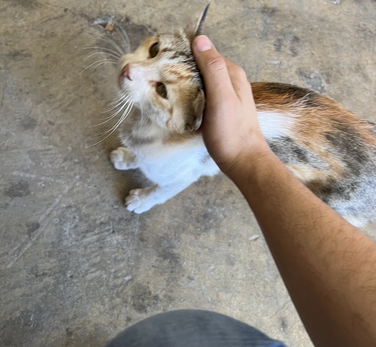 JoseFara01's tweet photo. My cat is literally the cutest creature to ever exist.

I refuse to hear otherwise. https://t.co/F96pTOcGDP