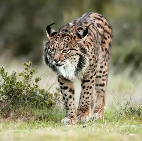 CasviFactory's tweet photo. ¡𝐀 𝐋𝐀 𝐏𝐔𝐓𝐀 𝐂Á𝐑𝐂𝐄𝐋!

Tres detenidos por la muerte de un lince ibérico en la provincia de Cuenca

Una organización criminal habría llevado a cabo durante más de un año un exterminio sistemático de depredadores para favorecer la caza menor

NO HAY CARAS NI NOMBRES... https://t.co/SFYVPOBaHs