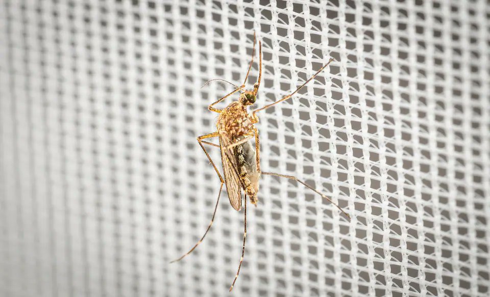 LSHTM_malaria's tweet photo. Meet the "princess mosquitoes", the nickname given to the notoriously fussy Aedes vexans 🦟

Researchers at @LSHTM  have established the UK's first lab colony to support research on future mosquito-borne disease threats.

Read more in @Telegraph 👉 https://t.co/sDBKcuuOZy https://t.co/volnrIkBTc