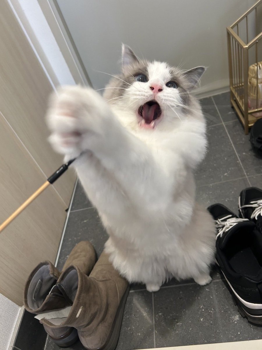 mizukami_jasu's tweet photo. #SiMねこ盤
よろしくお願いします🌟🙏 https://t.co/4Kg48yusHl