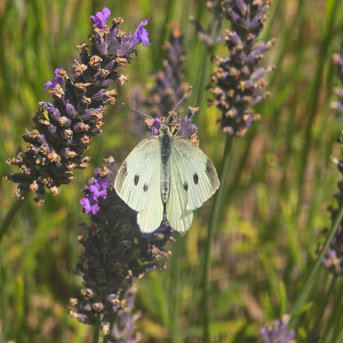 frooteloop's tweet photo. lavender enjoyer https://t.co/M1omcEozXq