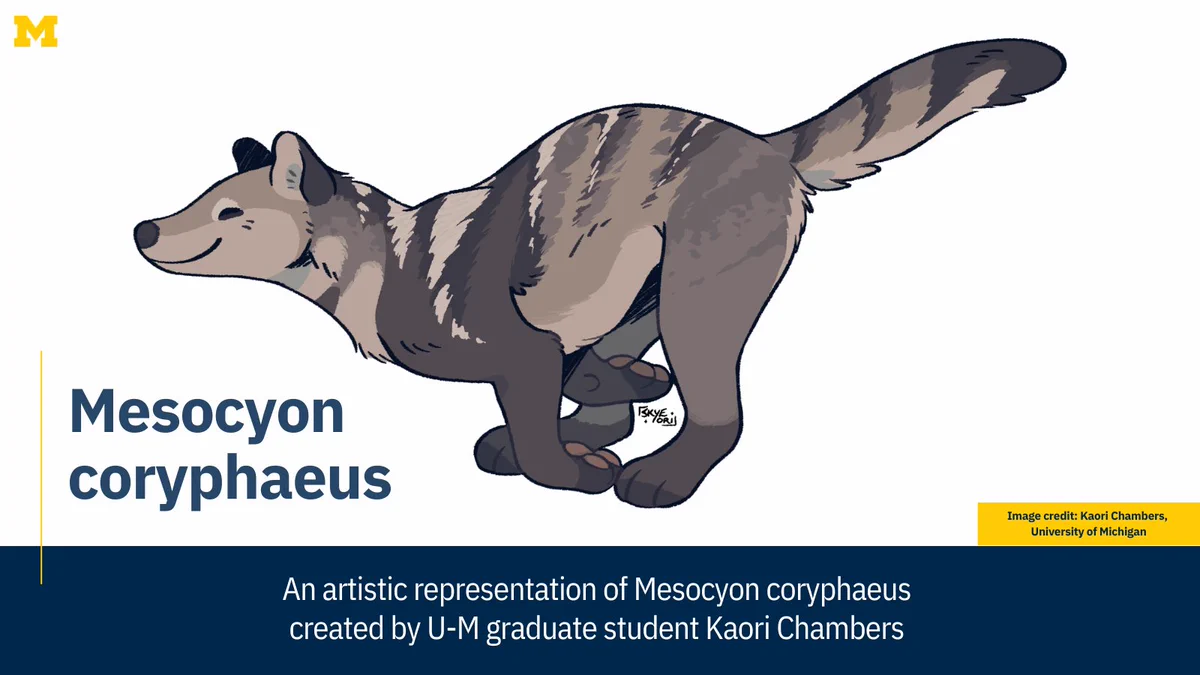 An artistic representation of Mesocyon coryphaeus created by U-M graduate student Kaori Chambers.