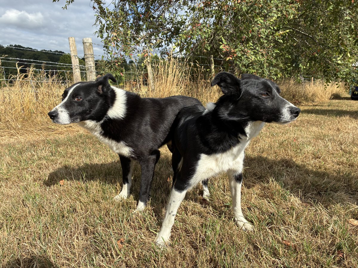 MerseyHack's tweet photo. Meet Jonah and Chrissie from Lancaster. The winners of today’s English National  #sheepdog Trials brace event at #Macclesfield. The 4 day event is back in Cheshire for the first time in 11 years. @BBCNWT at 6.30. @isdsTrials https://t.co/0xldISo1C0