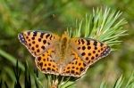 BC_Norfolk's tweet photo. The migrant activity for 2026 continues, multiple sightings of Clouded Yellows in the last few days. Queen of Spain Fritillary (image Peter Eeles) a rare visitor to Britain was reported from 2 sites in the county last weekend, Ringstead Downs and Holkham. #savebutterflies https://t.co/SGLZlIdIE5