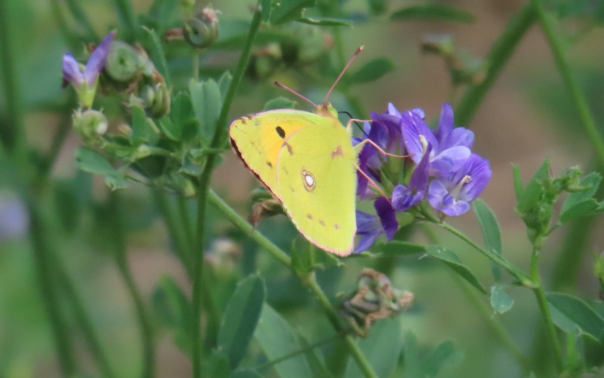 BC_Norfolk's tweet photo. The migrant activity for 2026 continues, multiple sightings of Clouded Yellows in the last few days. Queen of Spain Fritillary (image Peter Eeles) a rare visitor to Britain was reported from 2 sites in the county last weekend, Ringstead Downs and Holkham. #savebutterflies https://t.co/SGLZlIdIE5